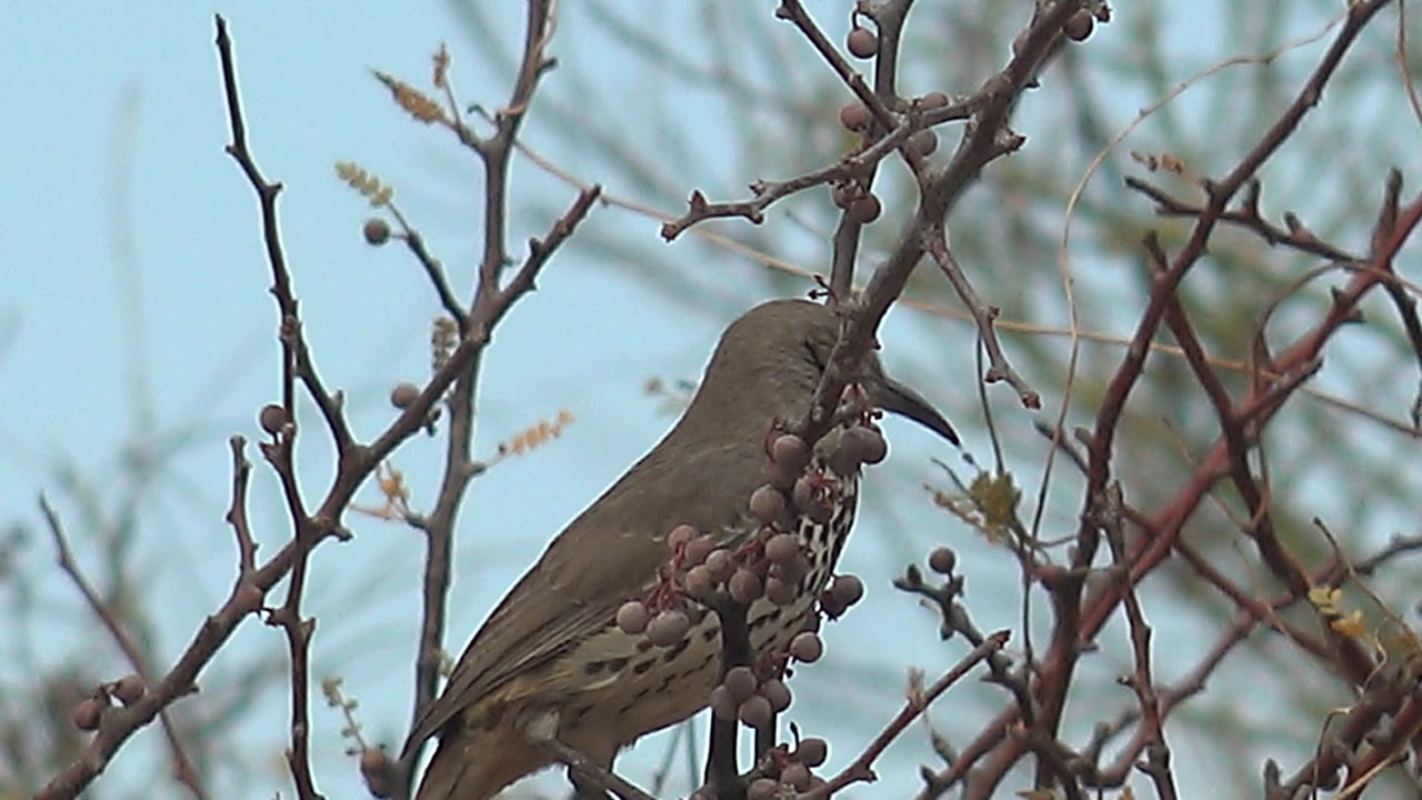 Small bird in side profile perches beside dark purple berry clusters in Cabo Pulmo, Baja California Sur, framed by bare twigs against a pale sky with no visible people.