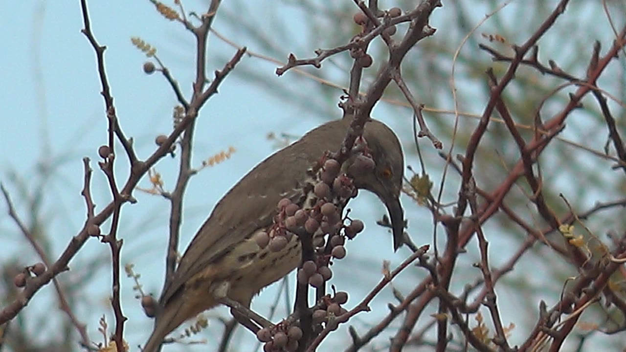 Bird lowering its head near berries on tangled branches