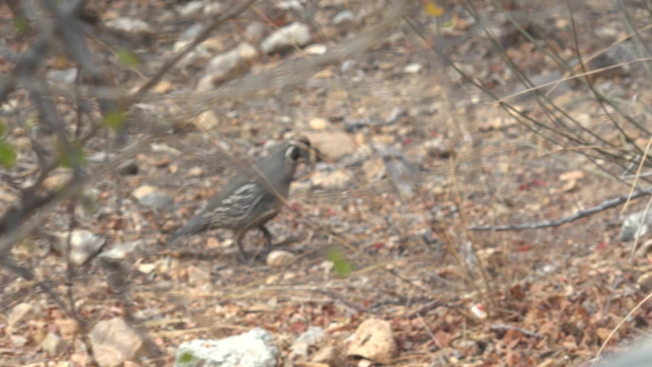 Quail partly obscured by brush on dry rocky ground.
