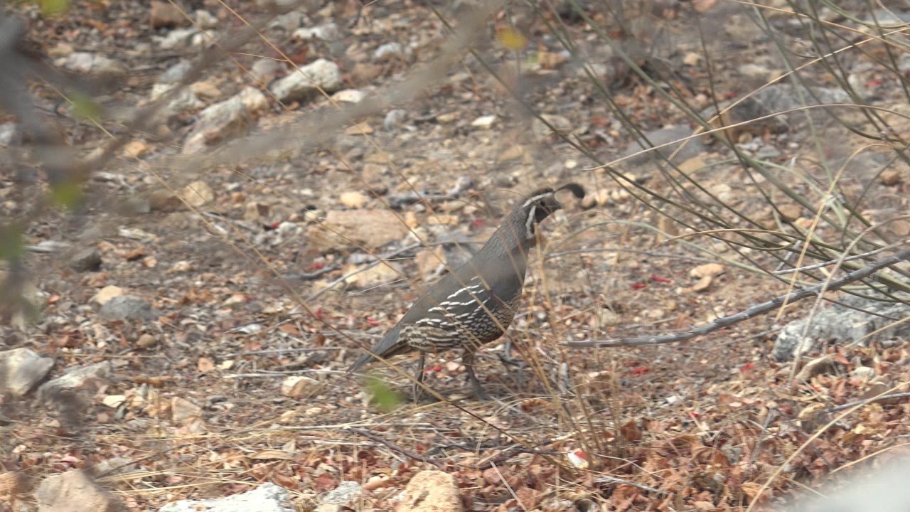 A quail walks through thin brush on dry stony ground in Cabo Pulmo, Baja California Sur, framed by soft branches and no visible people.