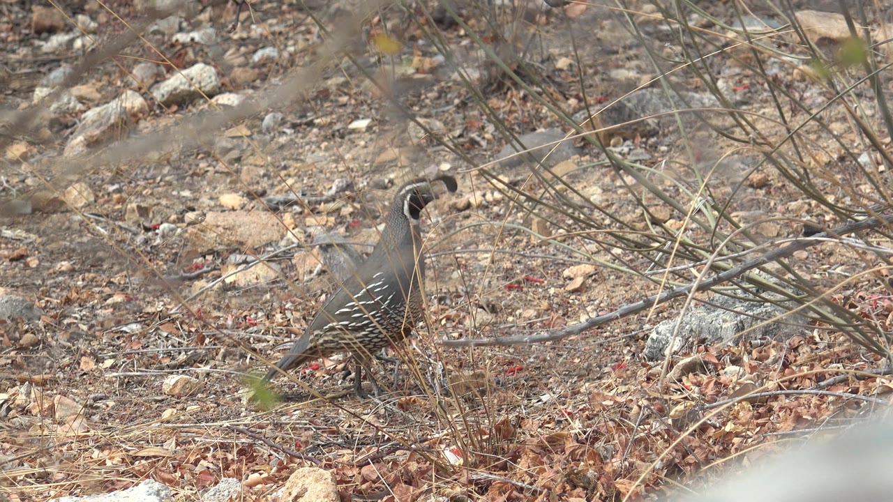 A quail crosses dry leaf litter and small rocks in Cabo Pulmo, Baja California Sur, with foreground brush softening the view and no visible people.