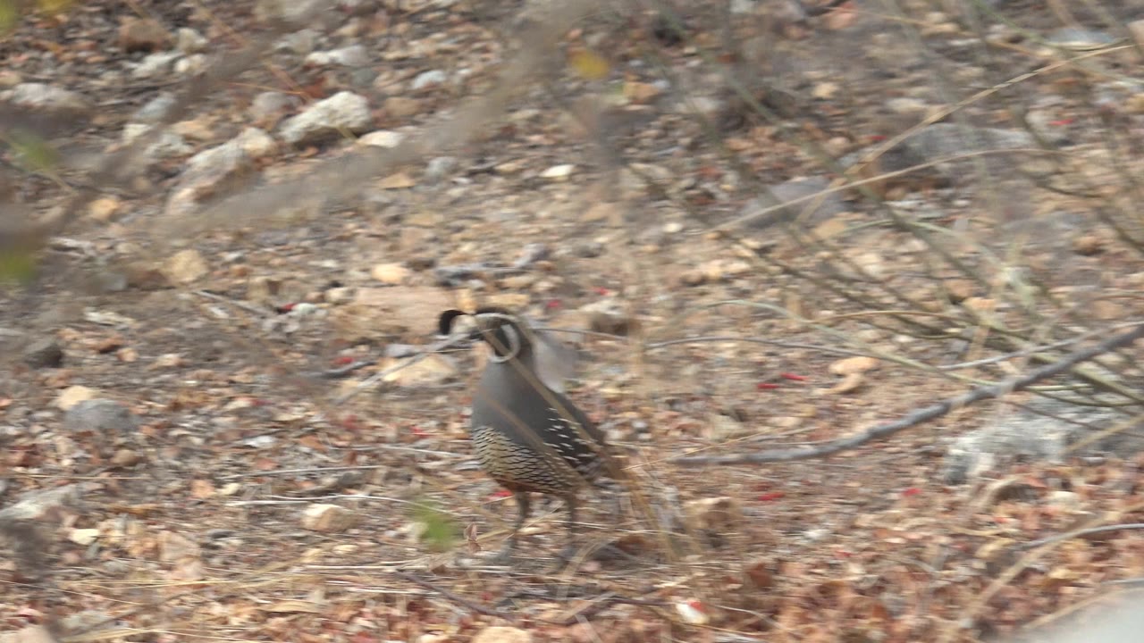 A quail appears near the lower left of the frame on dry rocky terrain in Cabo Pulmo, Baja California Sur, with blurred brush across the foreground and no visible people.