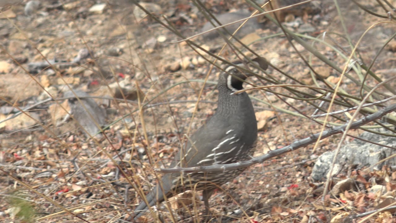 Quail standing in dry brush and rocky soil.