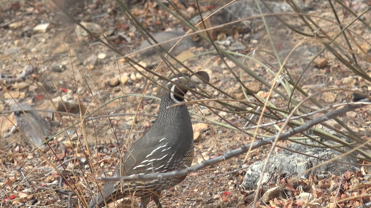 The quail remains in the dry Cabo Pulmo brush with its head raised behind crossing twigs, surrounded by tan soil, leaves, and scattered rocks, with no visible people.