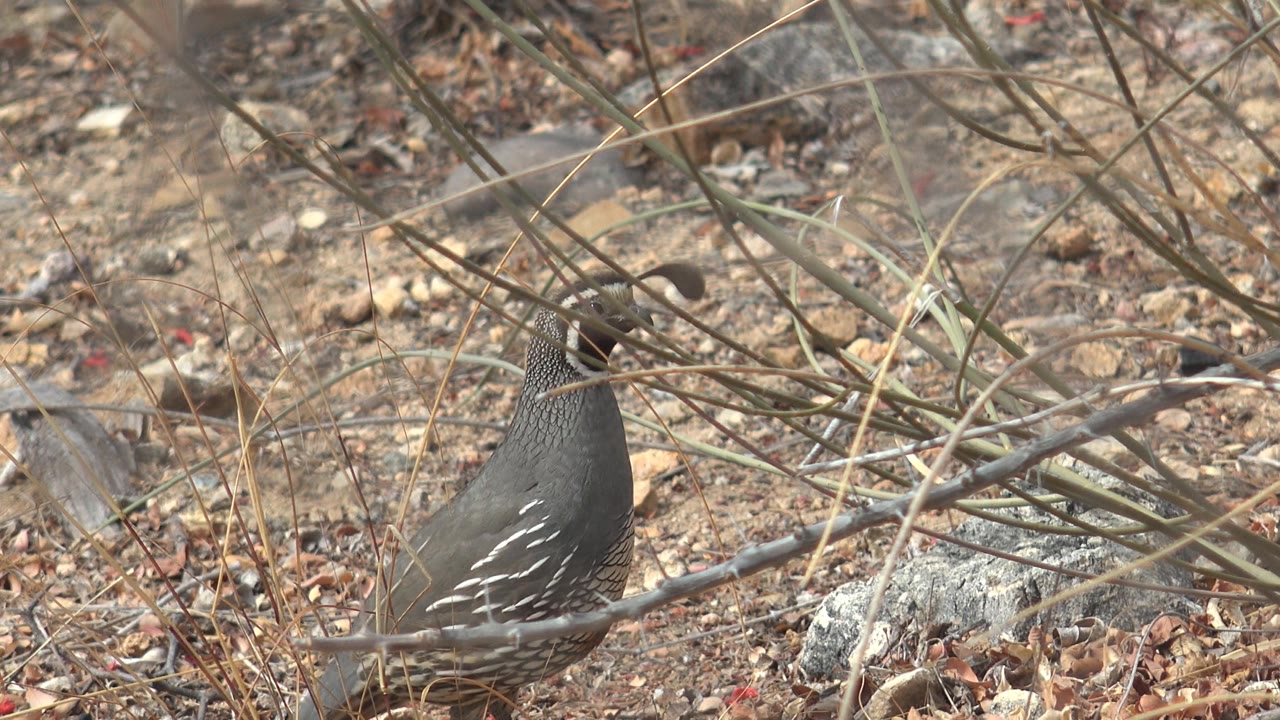 A quail stands among tangled dry stems and leaf litter in Cabo Pulmo, with a pale rock to the right and no visible people in the frame.