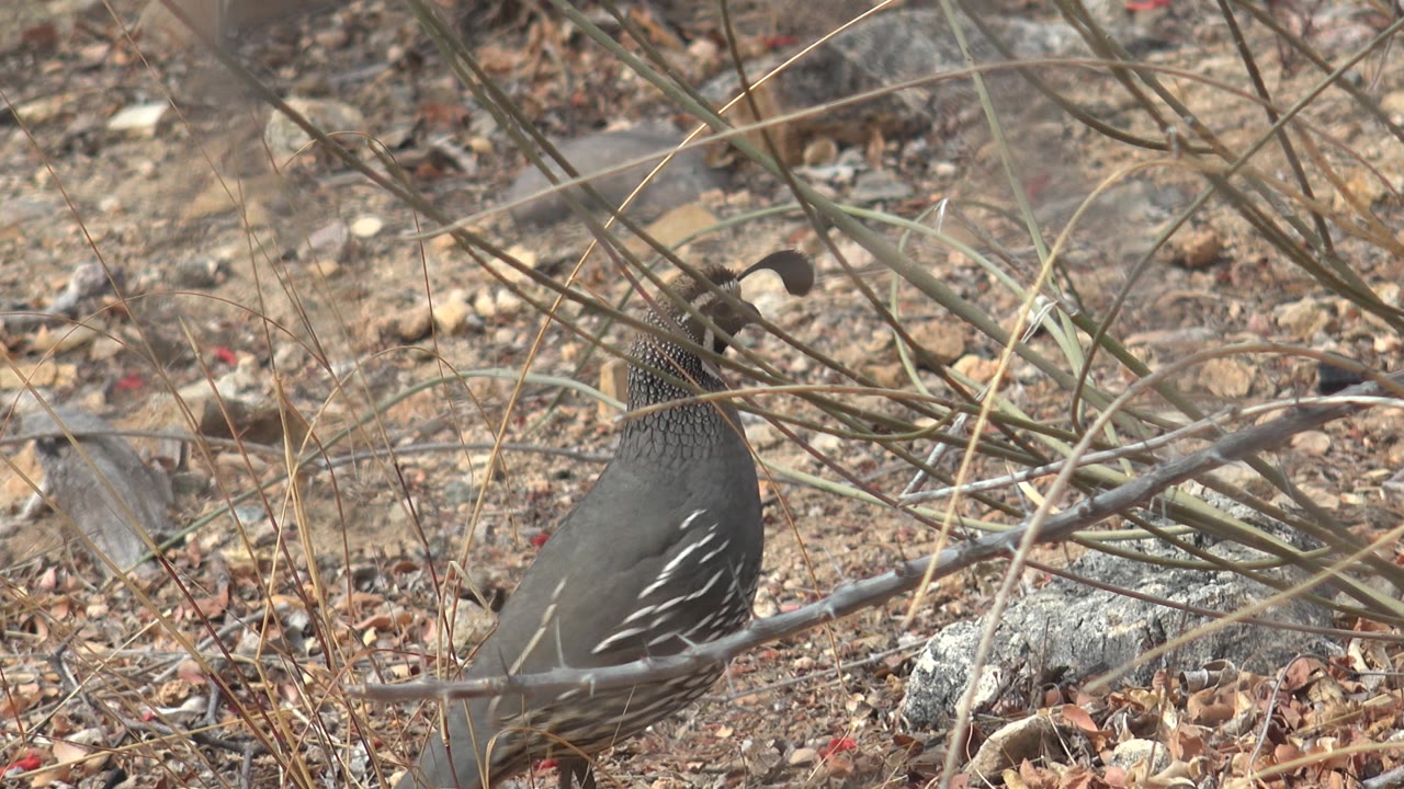The quail is lower in the frame beneath a screen of dry branches in Cabo Pulmo, with rocky soil and scattered brown leaves around it and no visible people.