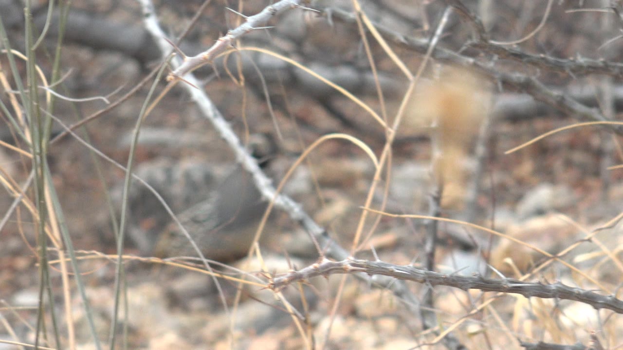 At the start of the Cabo Pulmo clip, a quail is partly obscured by dry branches and pale grass in rocky underbrush, with no visible people.