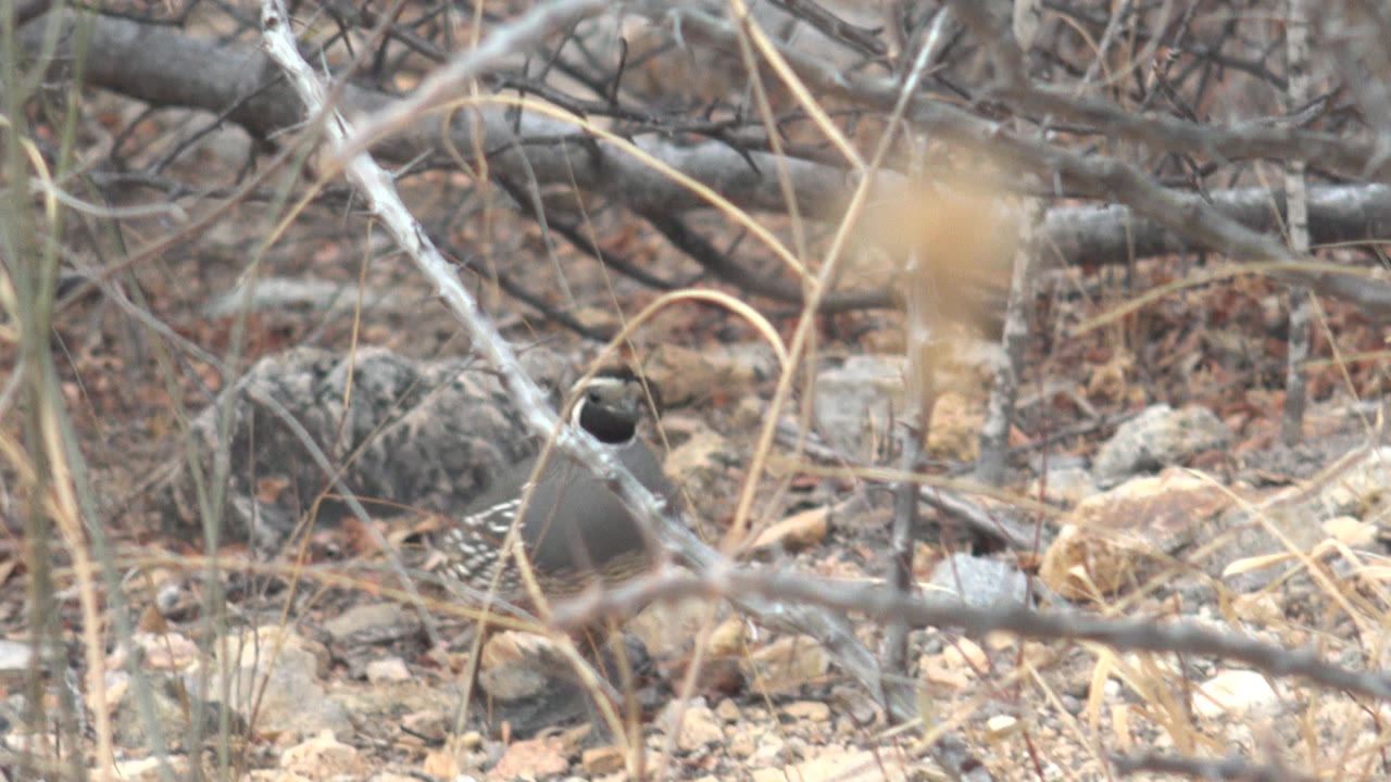A quail stands more clearly in the Cabo Pulmo rocky underbrush, framed by gray twigs, dry leaves, and tan stones, with no visible people.
