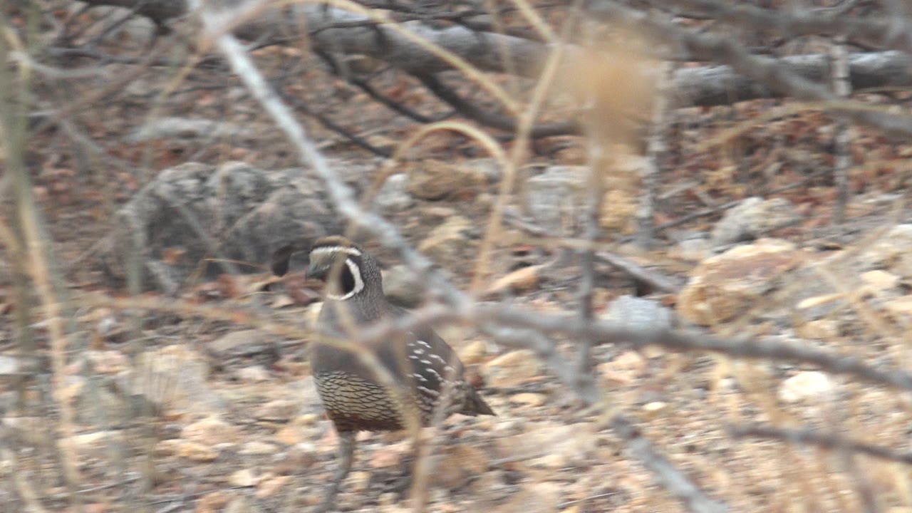 The quail faces right in Cabo Pulmo underbrush, showing its dark head, patterned side feathers, dry grasses, stones, and no visible people.