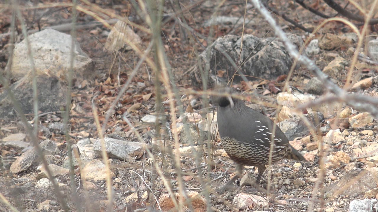 Quail walking left through stones and dry brush.