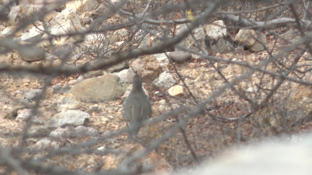Quail partly hidden behind bare branches in dry rocky scrub.