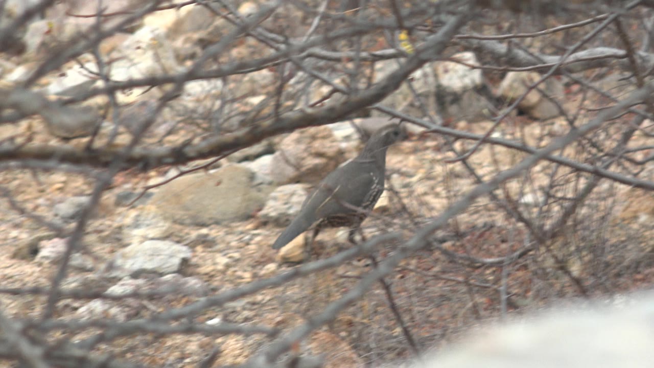 The quail appears nearer the center of the rocky Cabo Pulmo scrub, partly blocked by intersecting foreground twigs and no visible people.