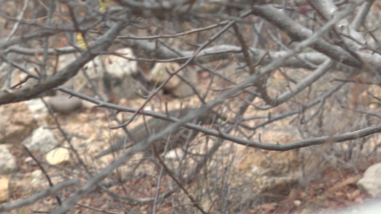 The quail is still visible through a screen of leafless branches in Cabo Pulmo, with pale rocks and dry scrub behind it and no visible people.