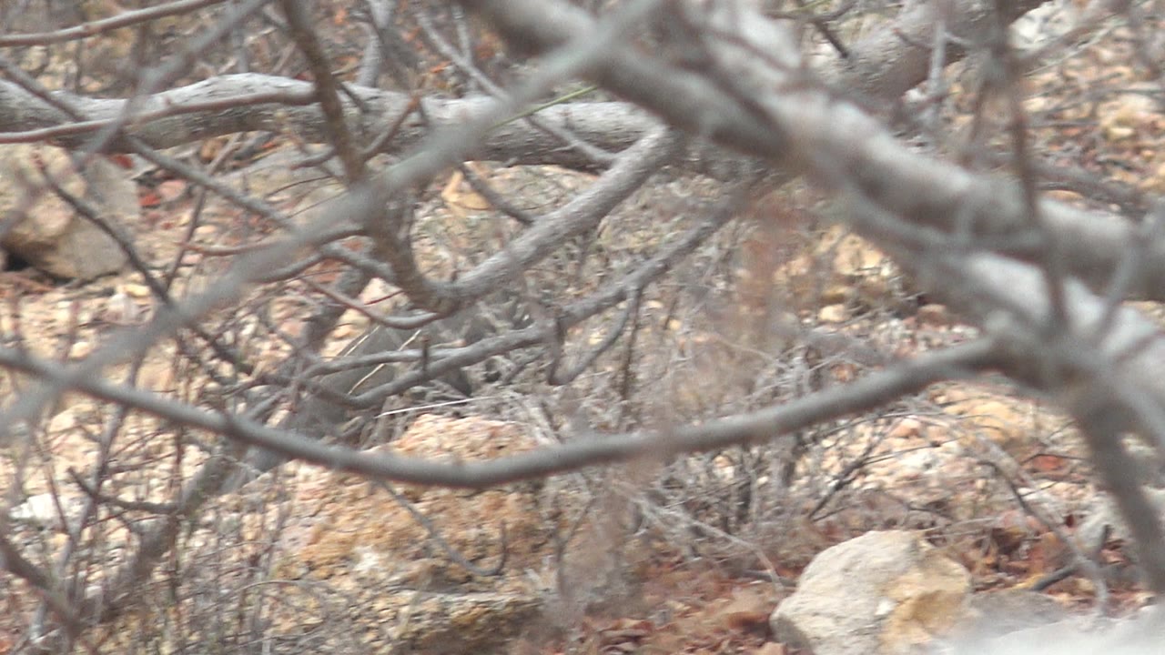 A dense foreground of bare branches dominates the Cabo Pulmo frame, with the quail largely obscured among dry rocks and scrub and no visible people.