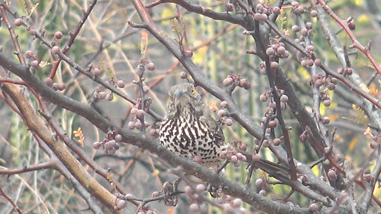 Spotted bird perched among berry-covered branches
