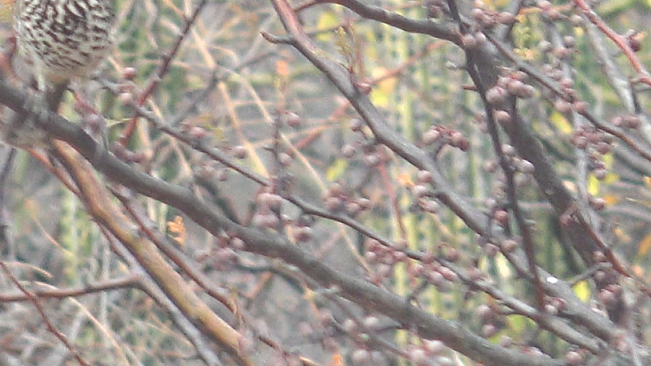 The bird shifts lower in the branch network in Cabo Pulmo, Baja California Sur, with its spotted chest visible under reddish twigs and no visible people.