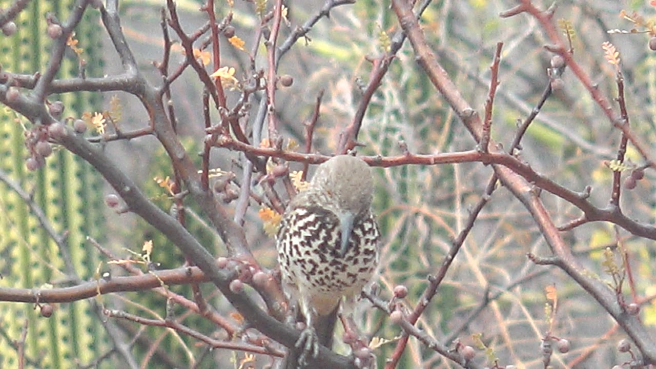 A spotted bird faces forward through a screen of branches in Cabo Pulmo, Baja California Sur, with vertical green cactus-like plants in the soft background and no visible people.