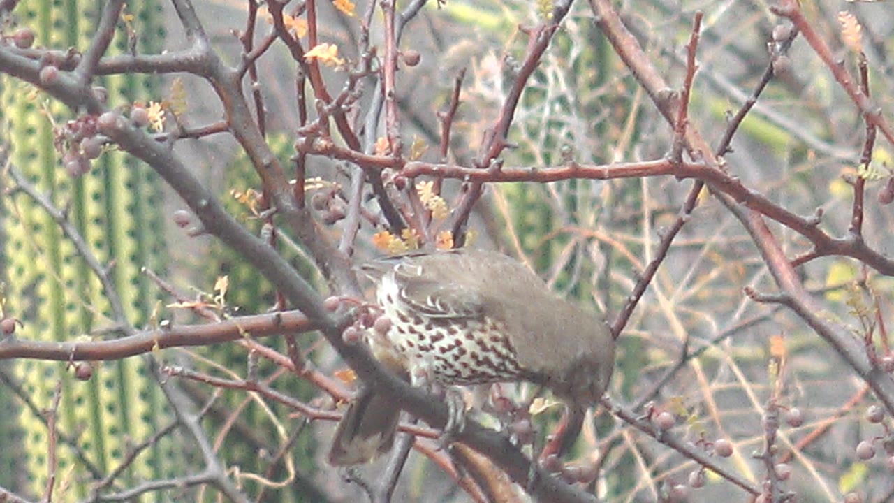 The bird leans down toward the branch and nearby berries in Cabo Pulmo, Baja California Sur, with its body partly hidden by foreground twigs and no visible people.