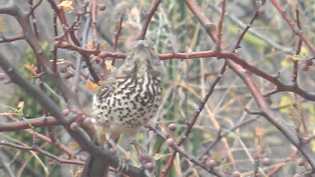 Spotted bird perched on dry branches with cactus behind it.