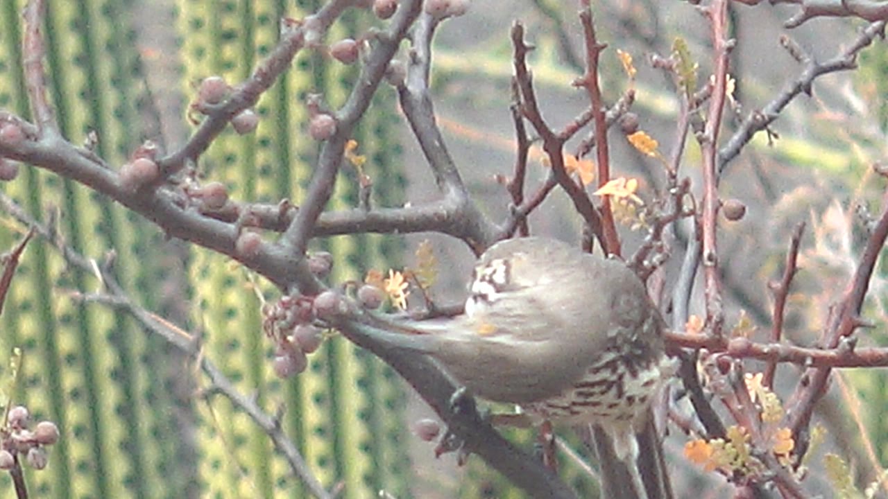The bird bends along the branch while preening or reaching into its feathers, with dry stems and soft green cactus columns in the Cabo Pulmo background and no visible people.