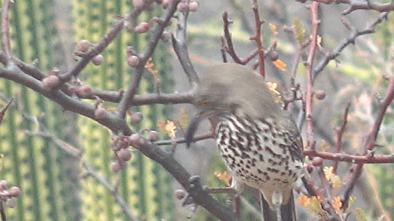 The bird appears motion-blurred as it shifts or lifts from the branch, with spotted plumage streaked across dry stems and cactus shapes in Cabo Pulmo, Baja California Sur, and no visible people.