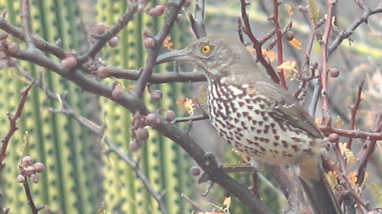 A spotted bird faces left from a branch, showing a clear eye, pointed beak, patterned chest, small fruits, yellow blossoms, and blurred cactus in Cabo Pulmo with no visible people.