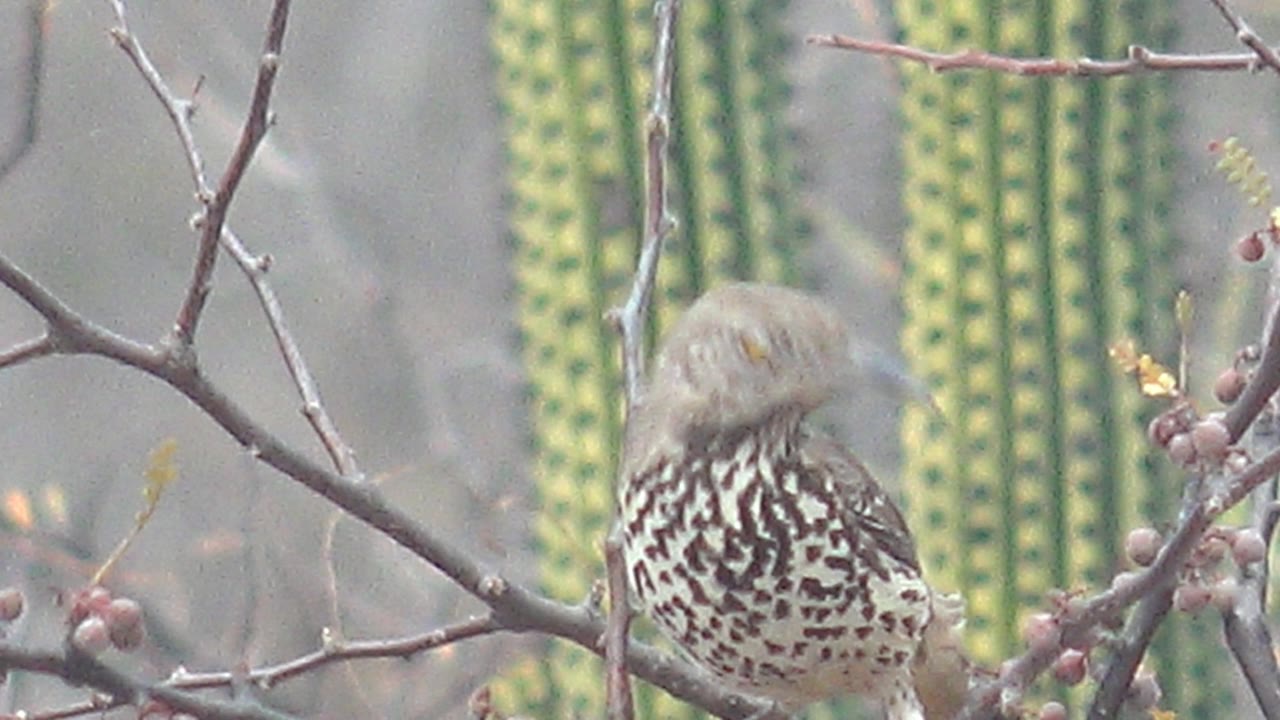 Cactus wren seen in partial profile on a dry branch in Cabo Pulmo, Baja California Sur, with green cacti blurred behind it and no visible people.