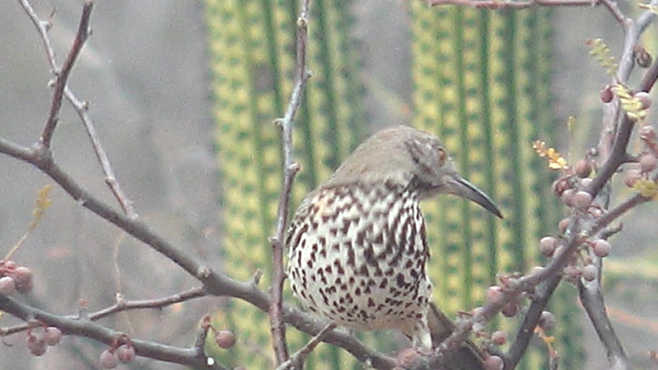 Cactus wren lowers its head on a twiggy branch in Cabo Pulmo, Baja California Sur, with small round berries and vertical cactus forms in the background and no visible people.