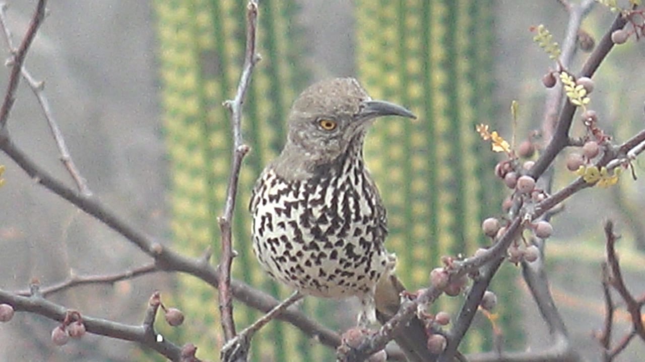 Cactus wren turns into a clear side profile on a dry branch in Cabo Pulmo, Baja California Sur, with its curved beak, spotted breast, and soft cactus background visible and no visible people.
