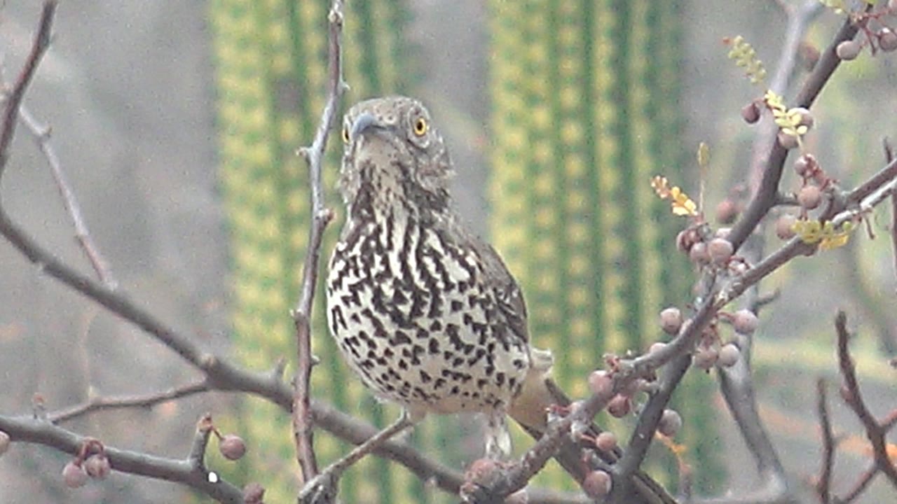 Cactus wren faces toward the camera from a thorny branch in Cabo Pulmo, Baja California Sur, showing its spotted chest and bright eye against a blurred cactus background with no visible people.