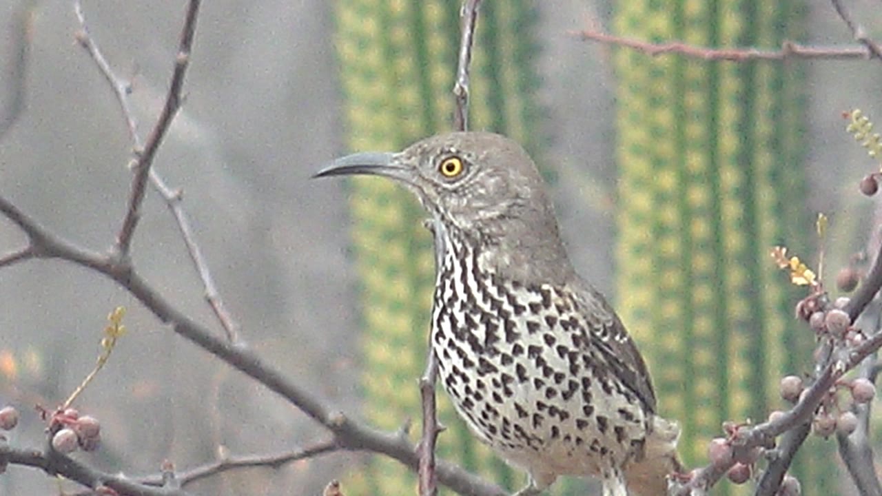 A cactus wren faces left on a thin branch with small fruits, with blurred green cacti behind it in Cabo Pulmo, Mexico, and no visible people.