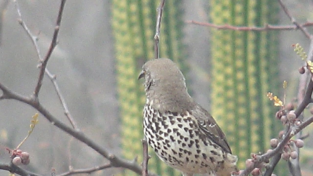 The cactus wren is seen from behind on the branch, showing its spotted back and tail with fruiting twigs and blurred columnar cacti in Cabo Pulmo, Mexico, with no visible people.