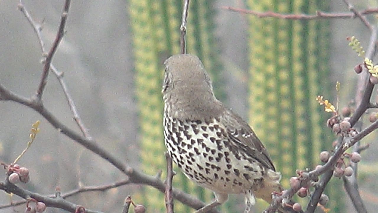 The cactus wren faces right on the branch, partly framed by bare twigs and small fruits, with soft green cacti in the Cabo Pulmo, Mexico background and no visible people.