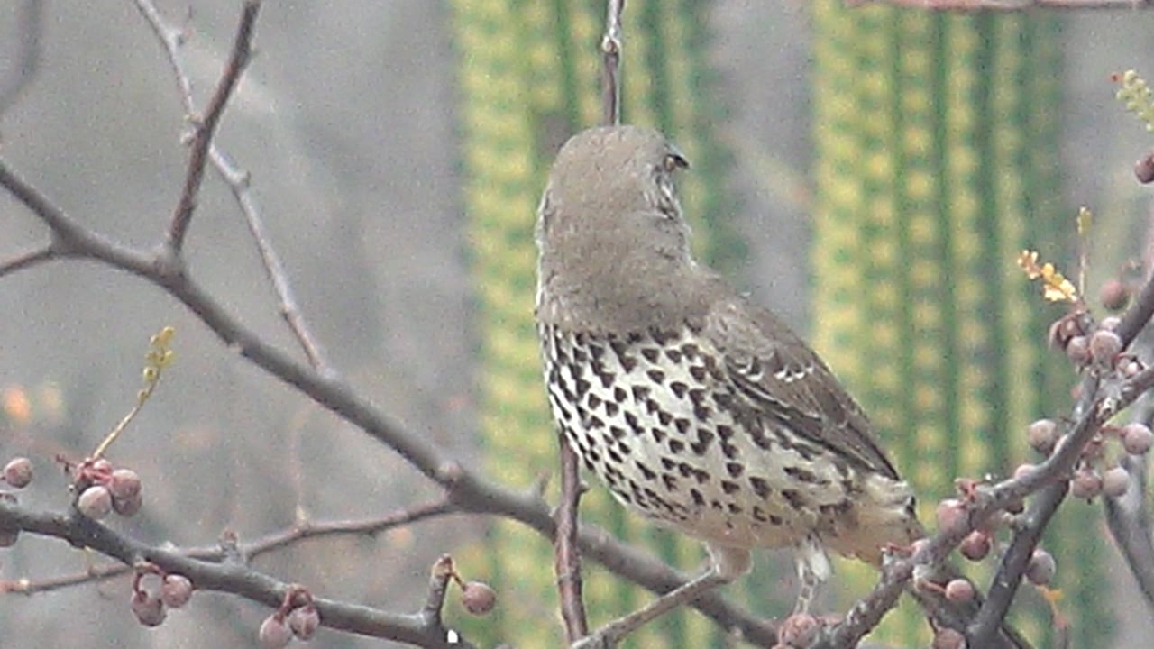 Cactus wren looking away from a desert perch