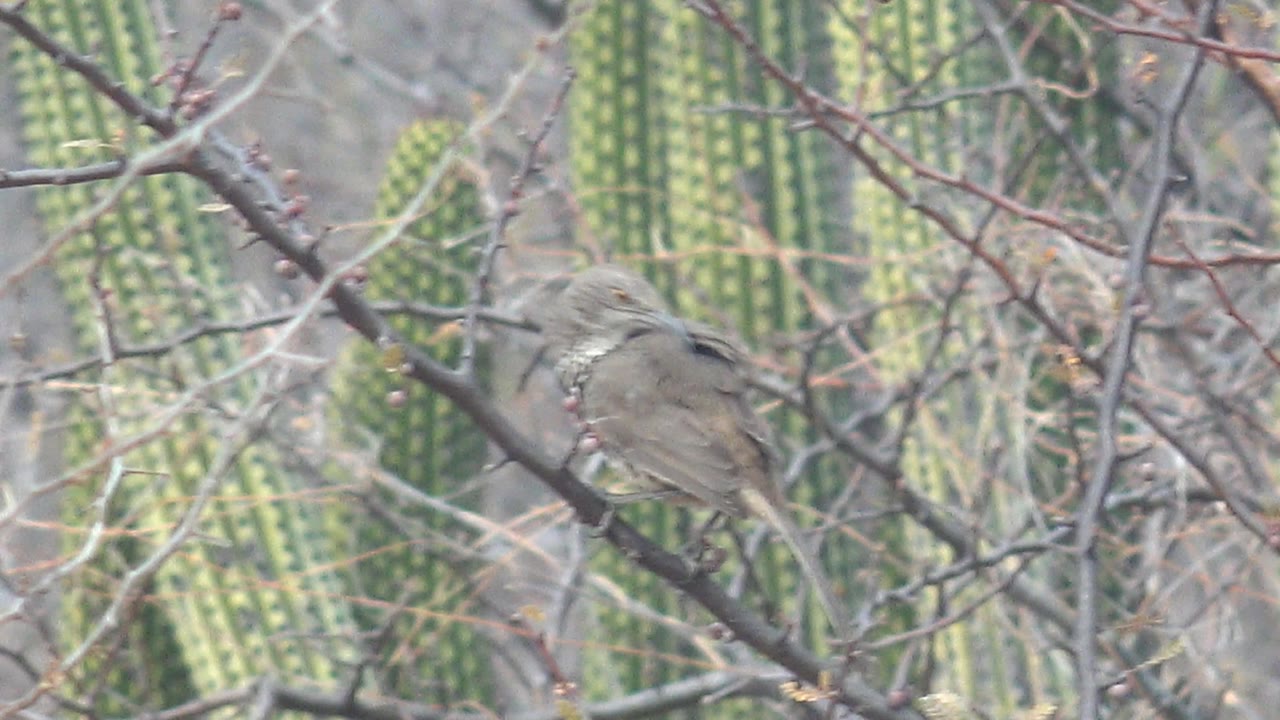 Brown bird perched on a thorny branch with cacti behind it