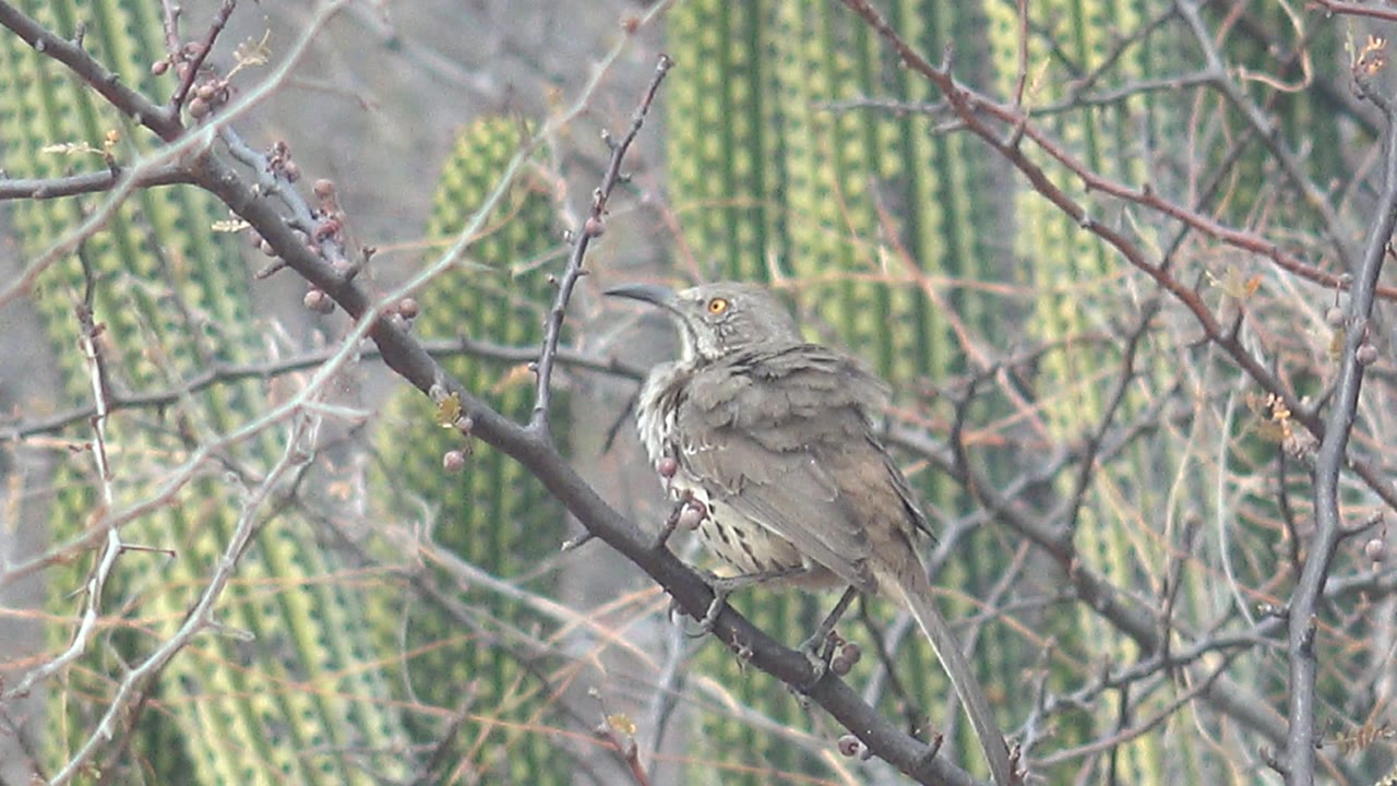 The perched bird turns its head upward within a web of dry branches, backed by vertical green cactus columns in Cabo Pulmo with no visible people.
