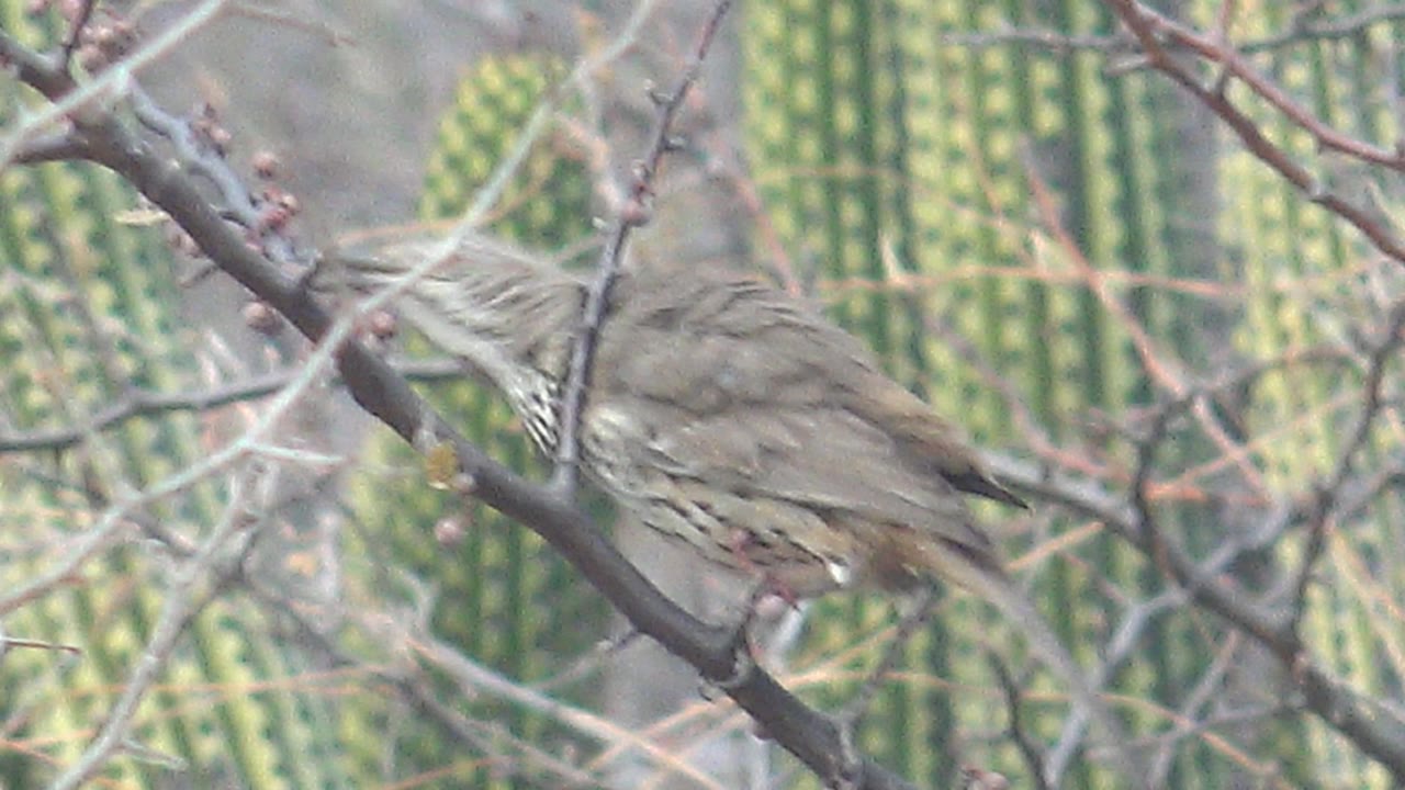 A closer view shows the bird angled across the branch with its streaked feathers visible, surrounded by thorny twigs and soft green cacti in Cabo Pulmo, no visible people.