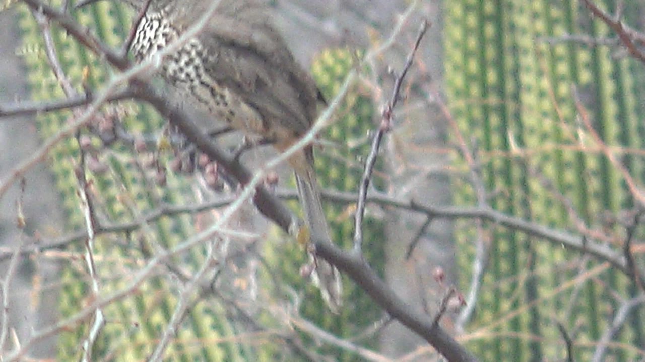The bird is partly cropped and obscured by foreground branches while perched in the shrub, with the Cabo Pulmo cactus background still visible and no visible people.
