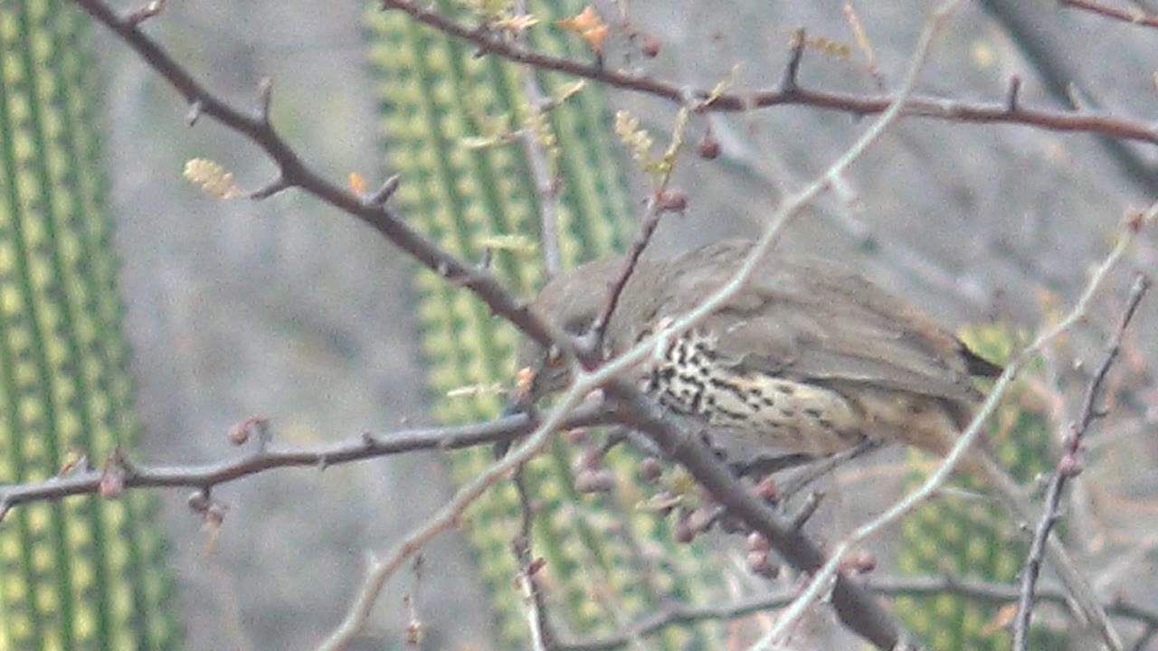 Brown speckled bird partly hidden by thorny branches near green cactus stems.