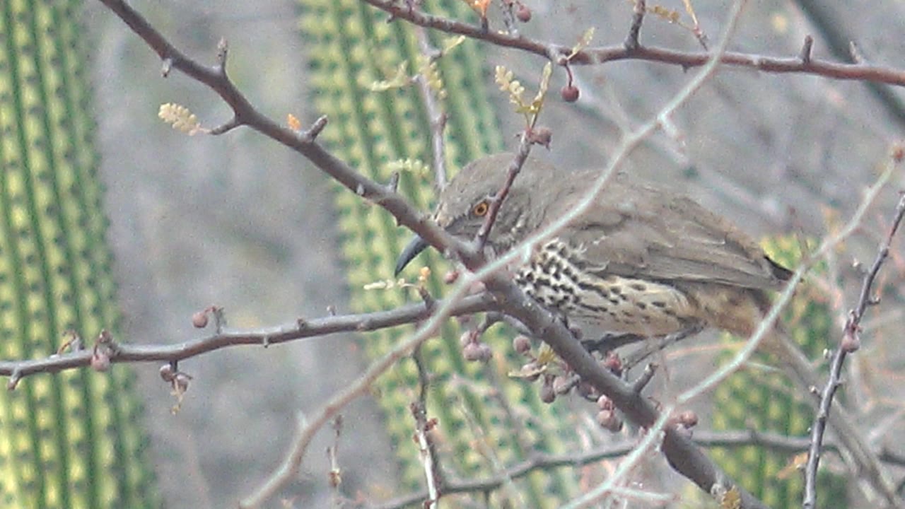 The bird faces left from a thorny branch in Cabo Pulmo, Baja California Sur, its pale eye and curved beak visible beside small berries, with no visible people.