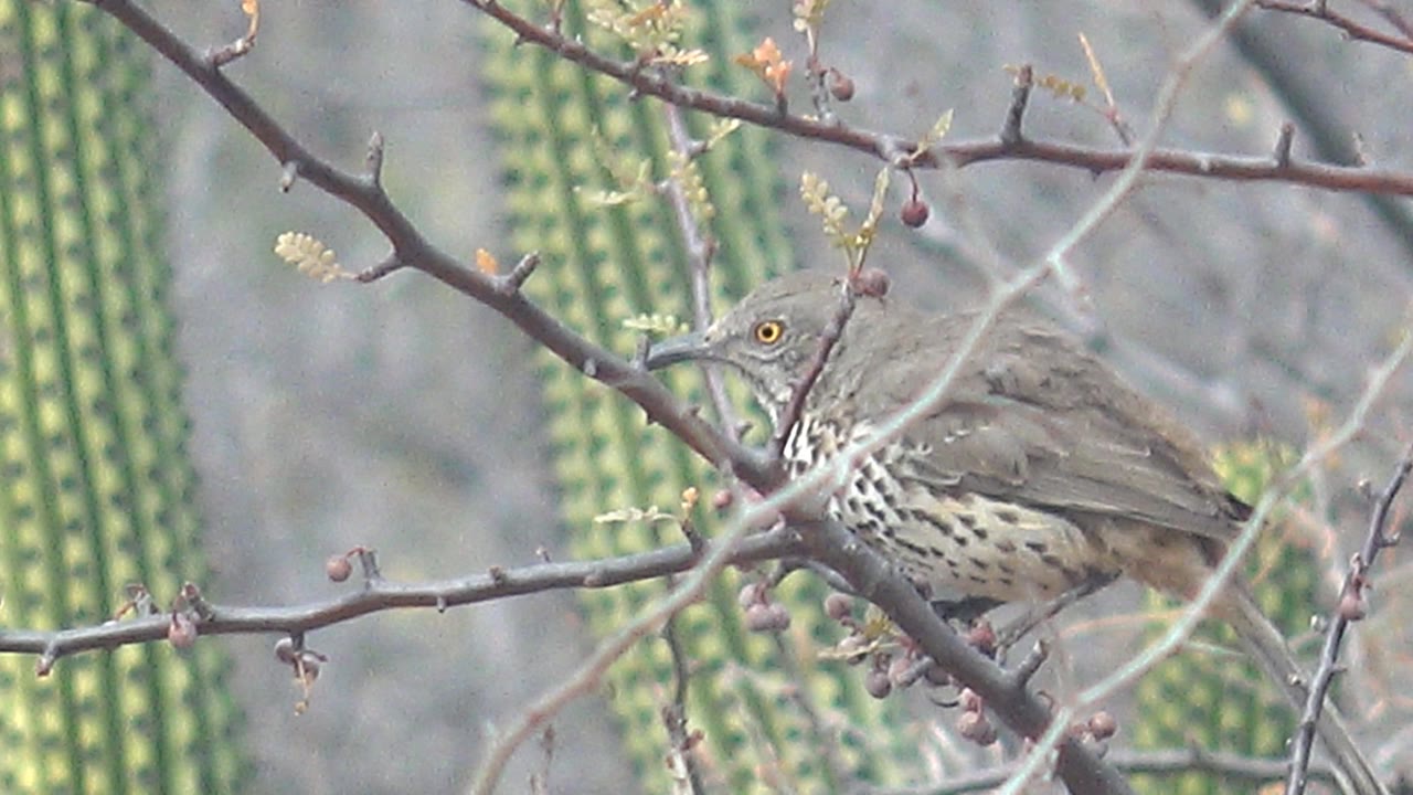 A speckled bird perches among crossing thorny twigs in Cabo Pulmo, Baja California Sur, with vertical green cactus stems softly behind it and no visible people.