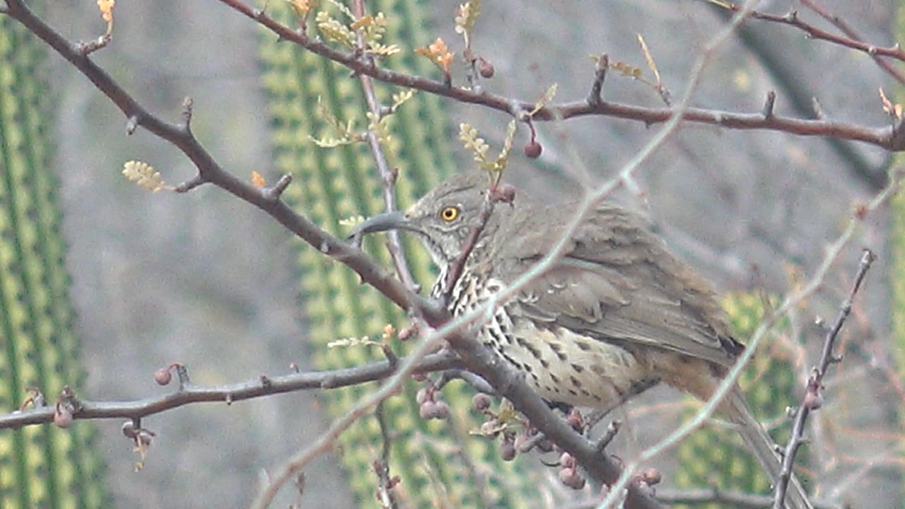 The bird appears larger in frame in Cabo Pulmo, Baja California Sur, with thorny twigs crossing in front of its chest and beak and no visible people.