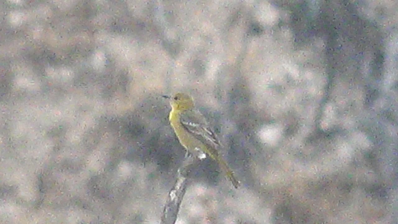 Small yellow bird perched upright on a thin branch in Cabo Pulmo, Baja California Sur, with gray-brown blurred foliage behind it and no visible people.