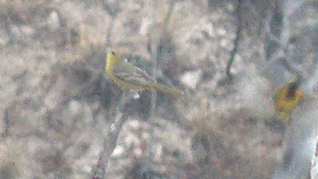 Yellow bird remains on the branch in Cabo Pulmo, with its body angled left and the soft scrub background filling the frame, no visible people.