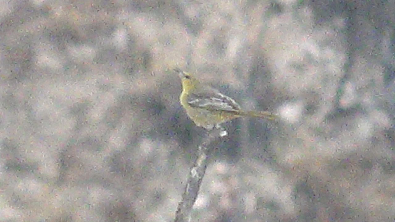 A perched yellow bird and a second blurred yellow bird appear in the Cabo Pulmo frame, with the background remaining soft and no visible people.