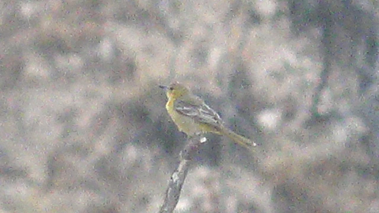 Yellow bird perched with its head turned left on the branch.