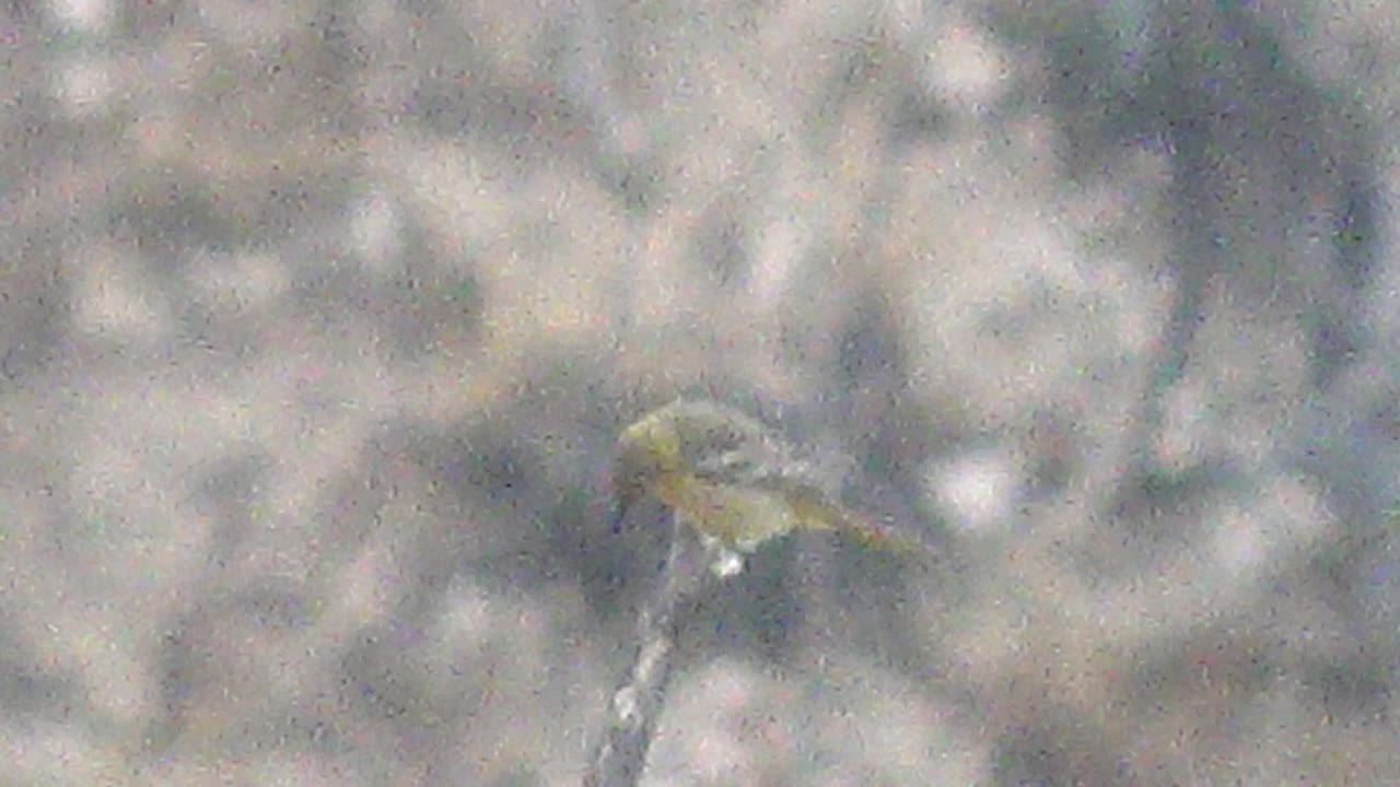 Small yellow bird perched on a thin branch with blurred trees behind it.