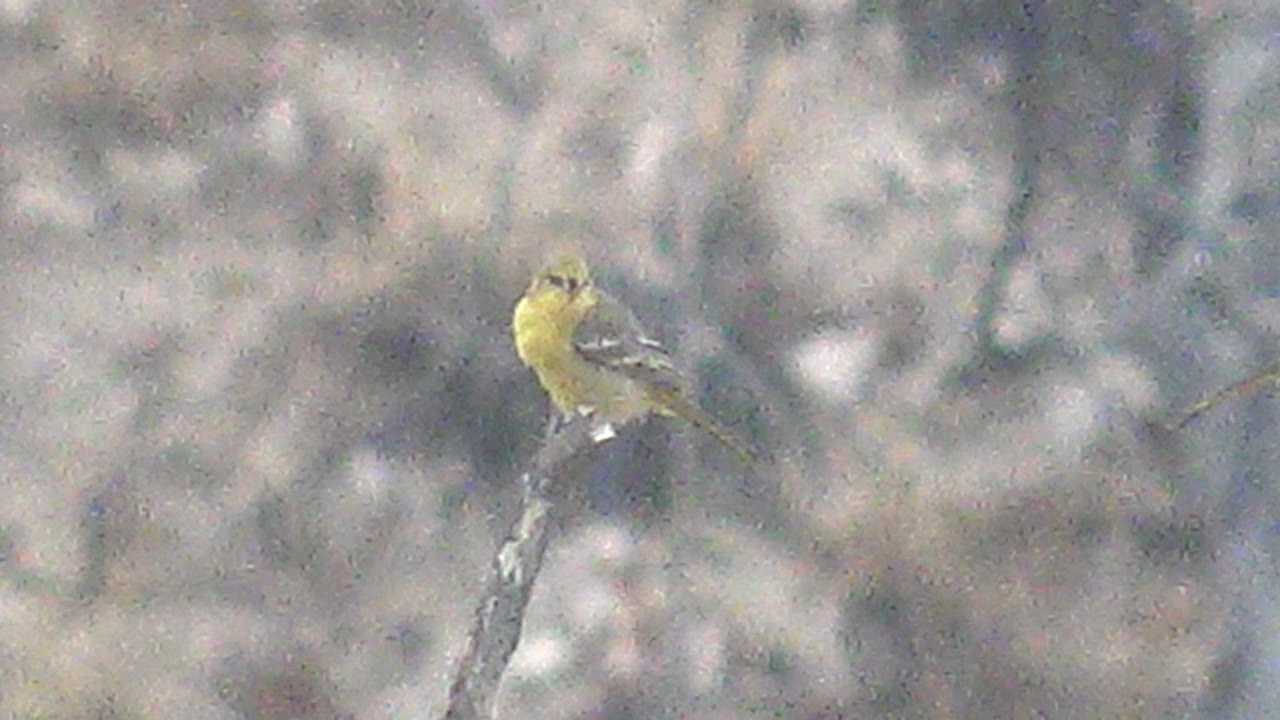 At 0:01, the yellow bird faces more toward the camera while perched on the bare branch in Cabo Pulmo, with soft-focus trees filling the background and no visible people.