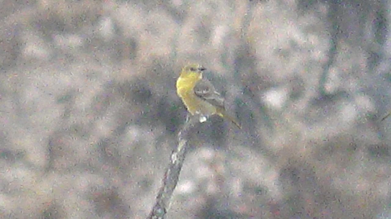 At 0:02, the bird sits upright and looks to the side from the branch in Cabo Pulmo, with a washed gray woodland background and no visible people.