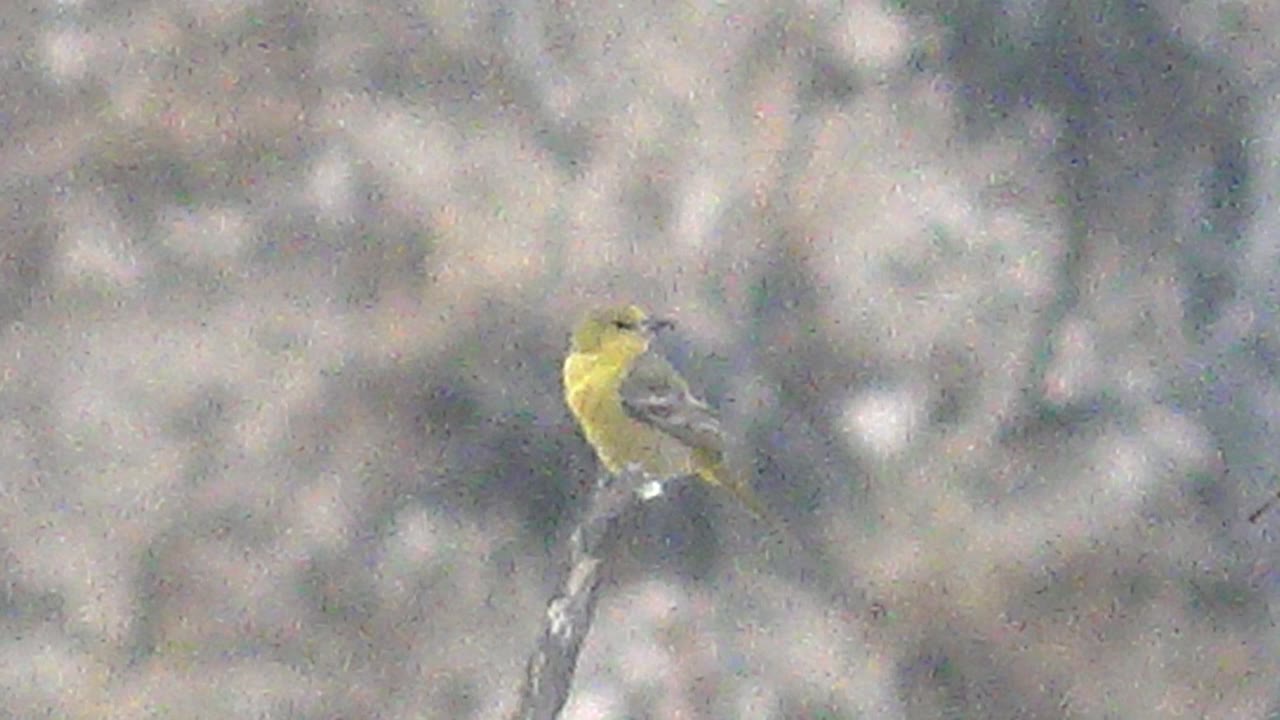 At 0:03, the yellow bird remains perched on the same narrow branch in Cabo Pulmo, shifted to a lower-left composition with soft trees behind it and no visible people.